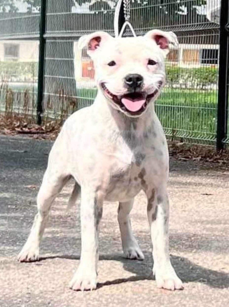 Killy'rena Usherin polar bear