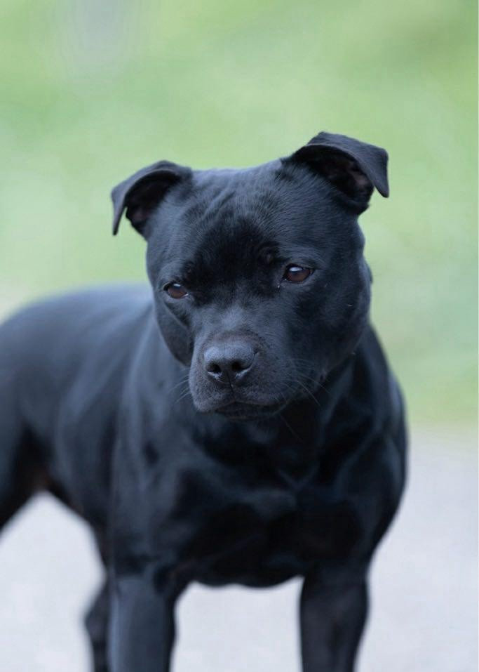 Velvet Starry Night From Braveheart Story