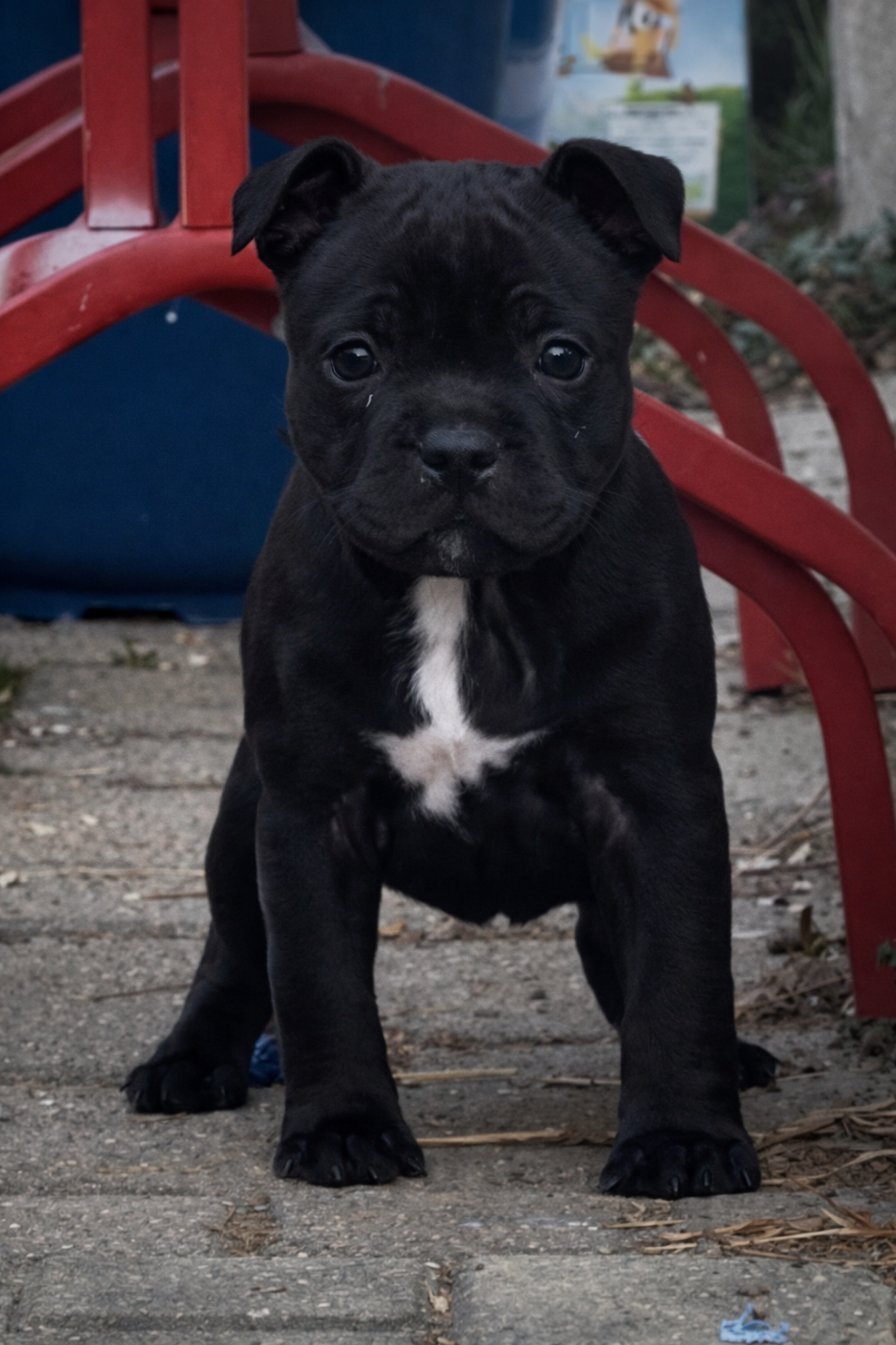 Gold On Horseshoes - Chiots disponibles - Staffordshire Bull Terrier