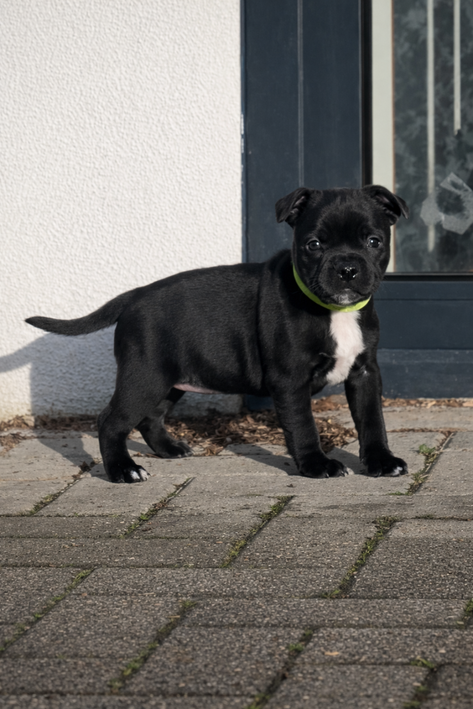 Gold On Horseshoes - Chiots disponibles - Staffordshire Bull Terrier