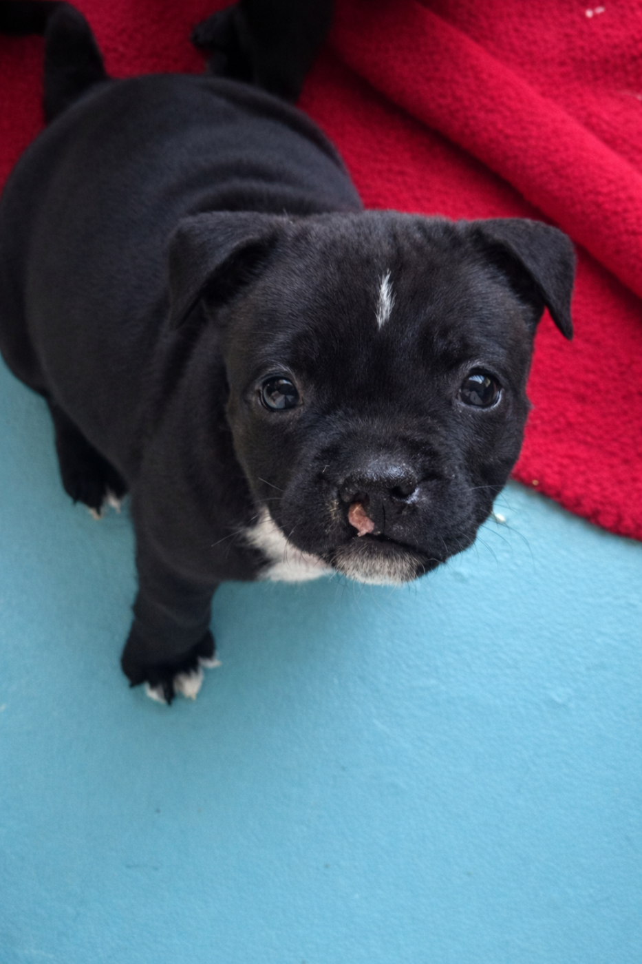 Gold On Horseshoes - Chiots disponibles - Staffordshire Bull Terrier