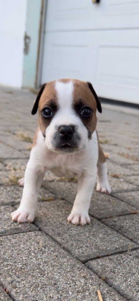 Gold On Horseshoes - Chiots disponibles - Staffordshire Bull Terrier