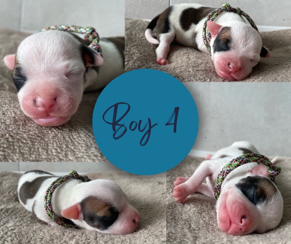 Gold On Horseshoes - Chiots disponibles - Staffordshire Bull Terrier