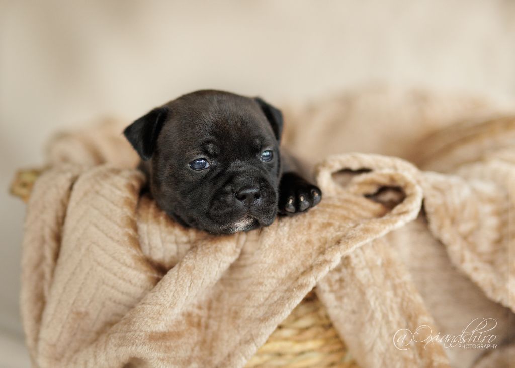 Gold On Horseshoes - Chiots disponibles - Staffordshire Bull Terrier