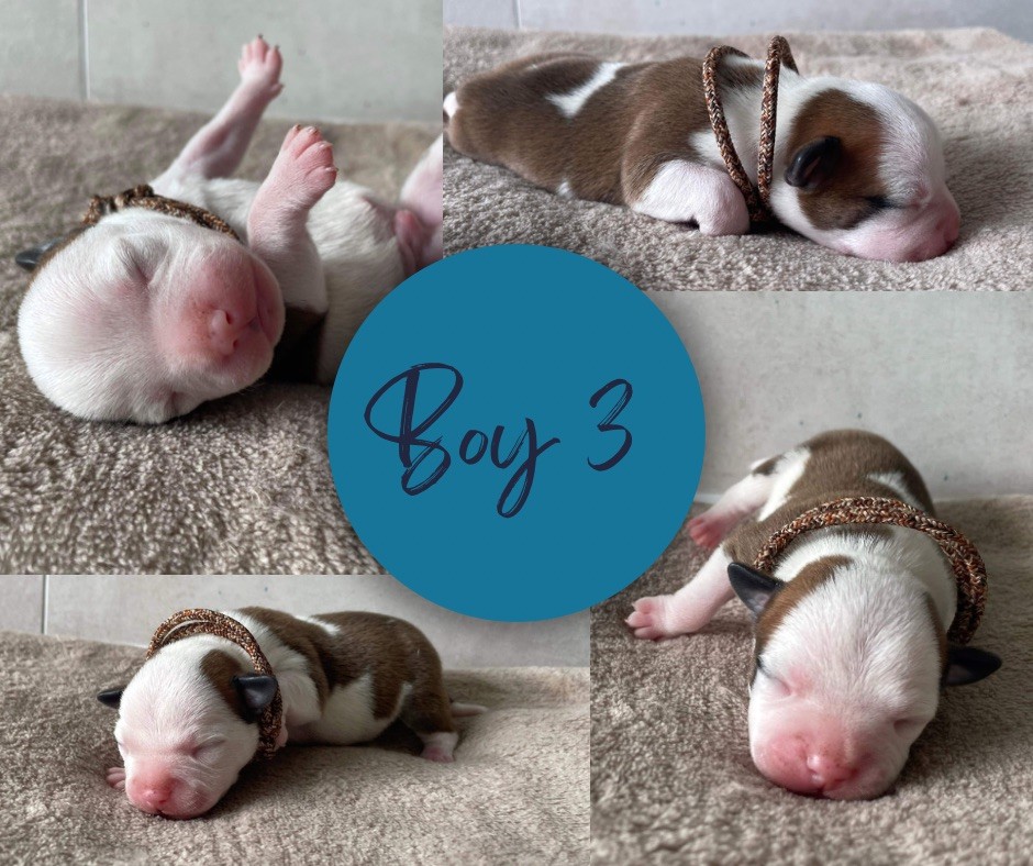 Gold On Horseshoes - Chiots disponibles - Staffordshire Bull Terrier